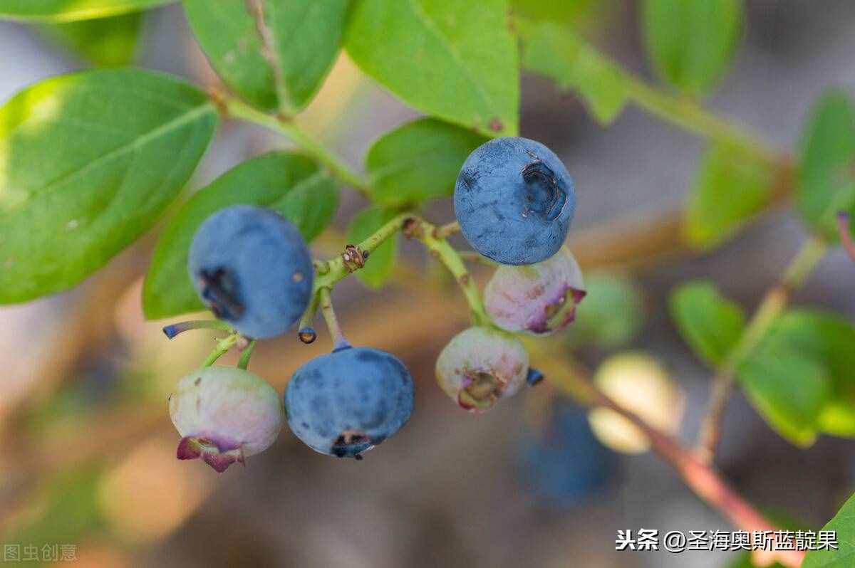 花青素的好處非常多，但是你知道如何科學(xué)的食用嗎？