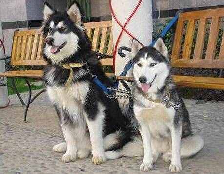 同是雪橇犬，哈士奇和阿拉斯加犬的6個(gè)差異，不要再被商家騙了
