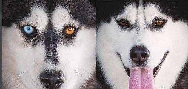 同是雪橇犬，哈士奇和阿拉斯加犬的6個(gè)差異，不要再被商家騙了