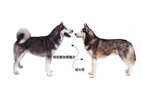 同是雪橇犬，哈士奇和阿拉斯加犬的6個(gè)差異，不要再被商家騙了