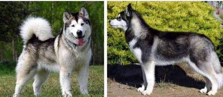 同是雪橇犬，哈士奇和阿拉斯加犬的6個(gè)差異，不要再被商家騙了