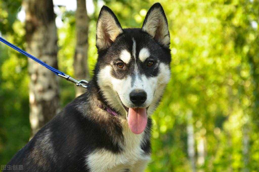同是雪橇犬，哈士奇和阿拉斯加犬的6個(gè)差異，不要再被商家騙了