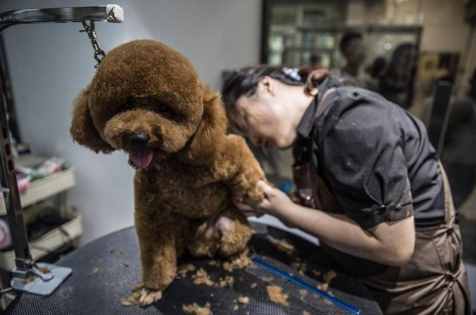 干貨！自己動(dòng)手幫泰迪犬美容的5個(gè)步驟，省錢(qián)又安全