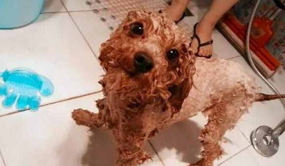 干貨！自己動(dòng)手幫泰迪犬美容的5個(gè)步驟，省錢(qián)又安全