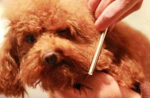 干貨！自己動(dòng)手幫泰迪犬美容的5個(gè)步驟，省錢(qián)又安全