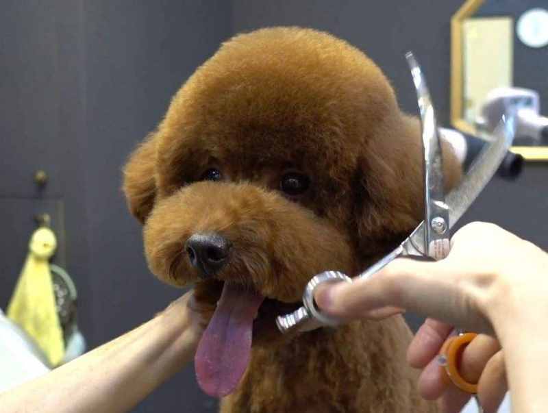 干貨！自己動(dòng)手幫泰迪犬美容的5個(gè)步驟，省錢(qián)又安全