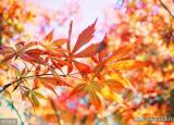 今日更新秋季健康小常識（深秋時節(jié)）