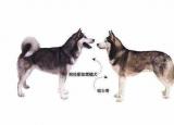 今日更新阿拉斯加犬跟哈士奇（哈士奇和阿拉斯加犬的6個(gè)差異）
