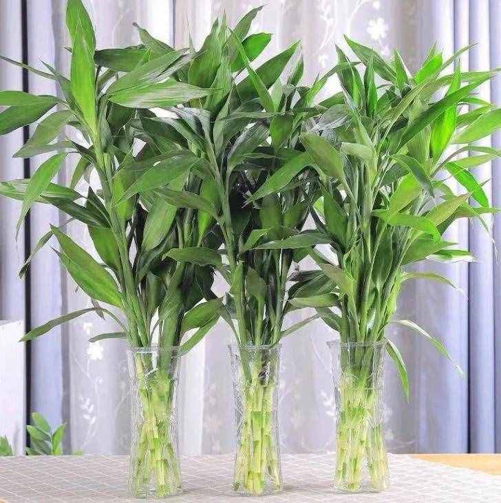 富貴竹冬天養(yǎng)，謹(jǐn)記5大細(xì)節(jié)，根系壯葉子綠