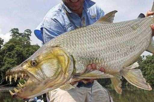 盤(pán)點(diǎn)世界上十大兇猛淡水魚(yú)，黑魚(yú)竟然也在排行中！
