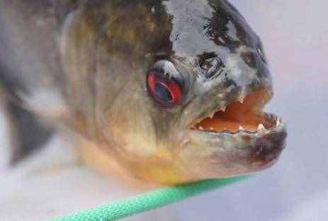 盤(pán)點(diǎn)世界上十大兇猛淡水魚(yú)，黑魚(yú)竟然也在排行中！