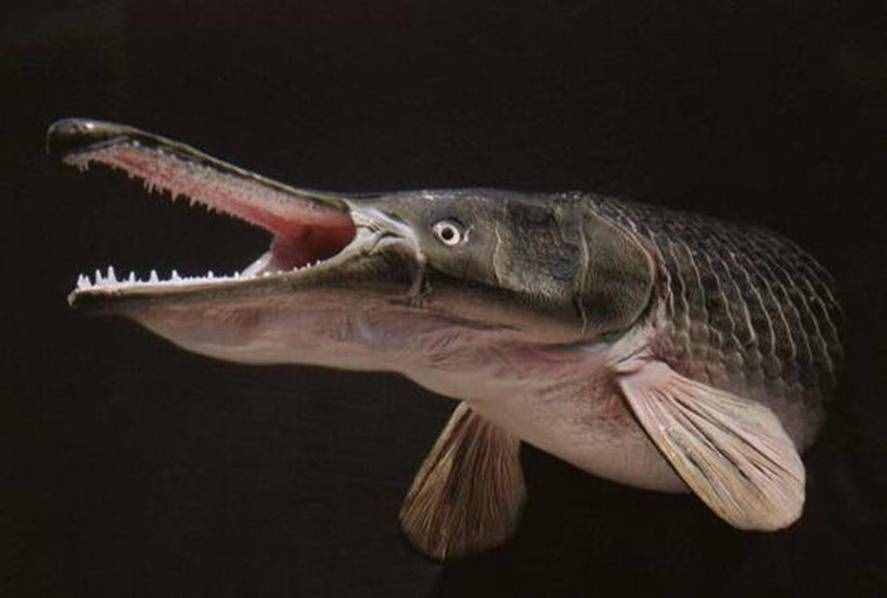 盤(pán)點(diǎn)世界上十大兇猛淡水魚(yú)，黑魚(yú)竟然也在排行中！