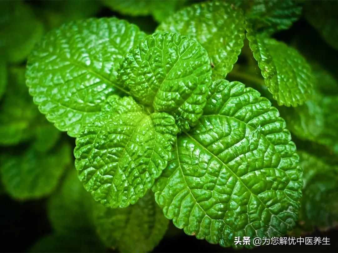 萬方之祖的桂枝湯，有如此多功效