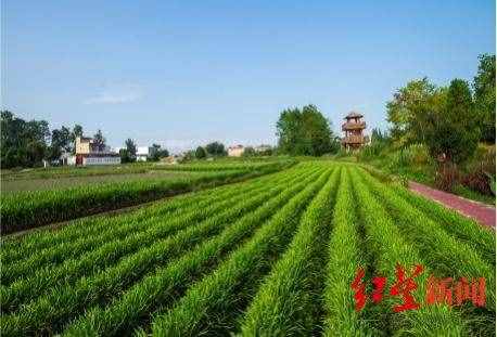 林盤變“金盤”的機(jī)會(huì)來(lái)了！成都郫都區(qū)推出林盤投資機(jī)會(huì)清單