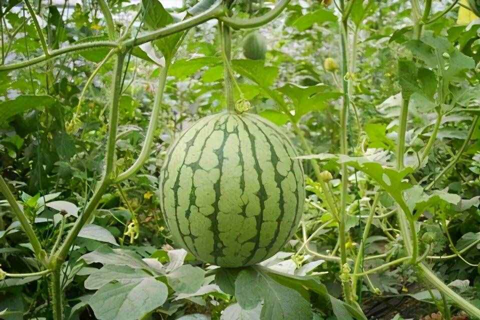 西非有種水果不讓出口，吃到嘴里苦味能變甜，為何我國能有種植