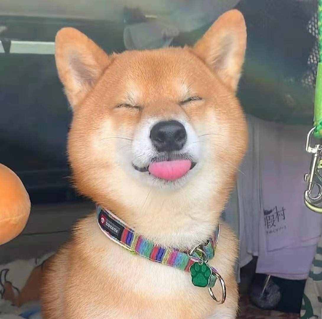 柴犬笑是真的笑嗎？柴犬開心所表達(dá)的方式是什么？