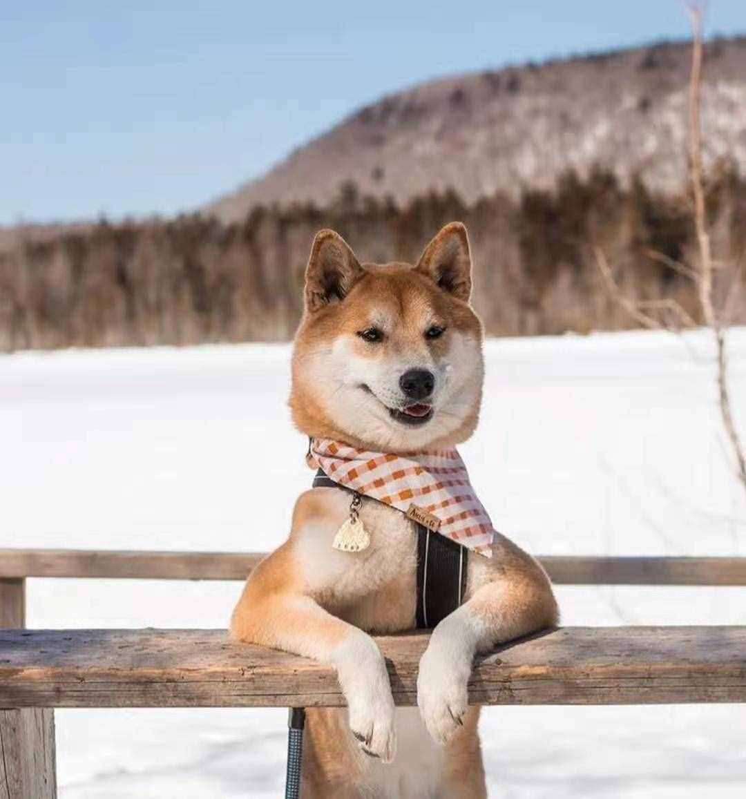 柴犬笑是真的笑嗎？柴犬開心所表達(dá)的方式是什么？