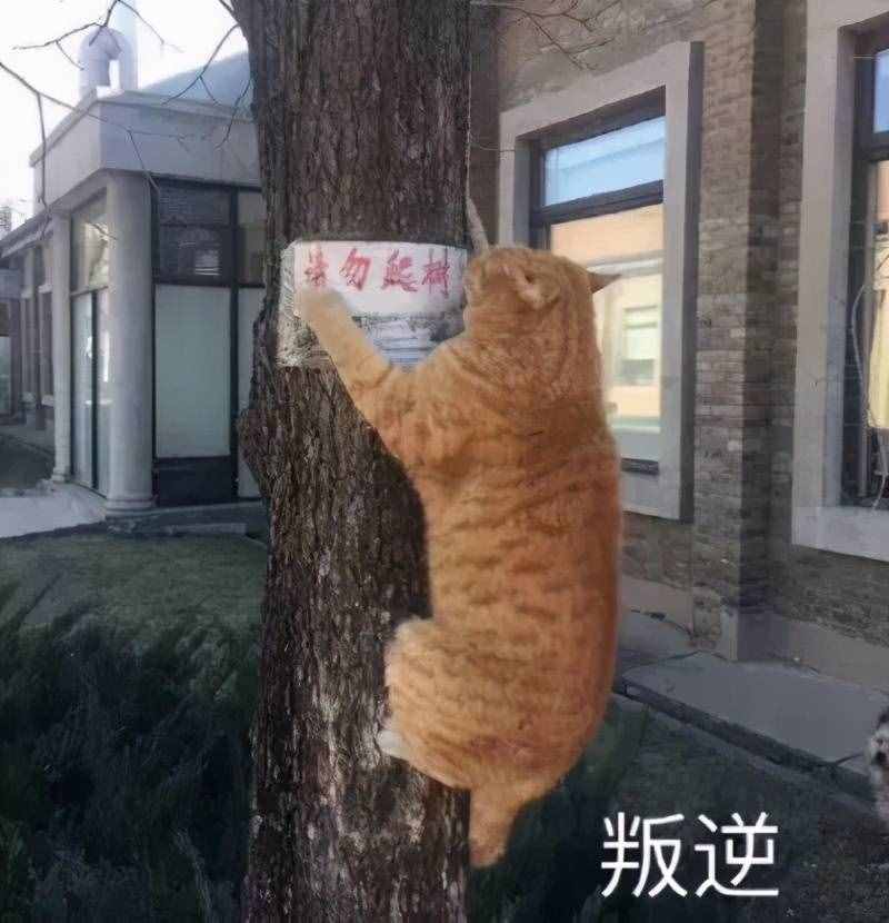 初見小分隊(duì)在線集結(jié)，每一位都是古裝絕絕子