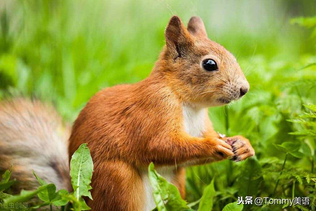 15秒記一個(gè)單詞（第2851個(gè)）squirrel
