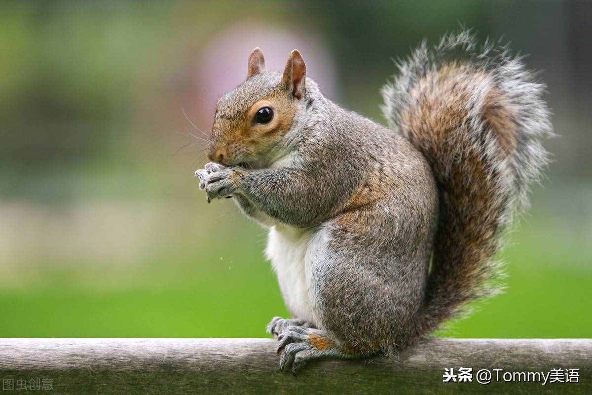15秒記一個(gè)單詞（第2851個(gè)）squirrel