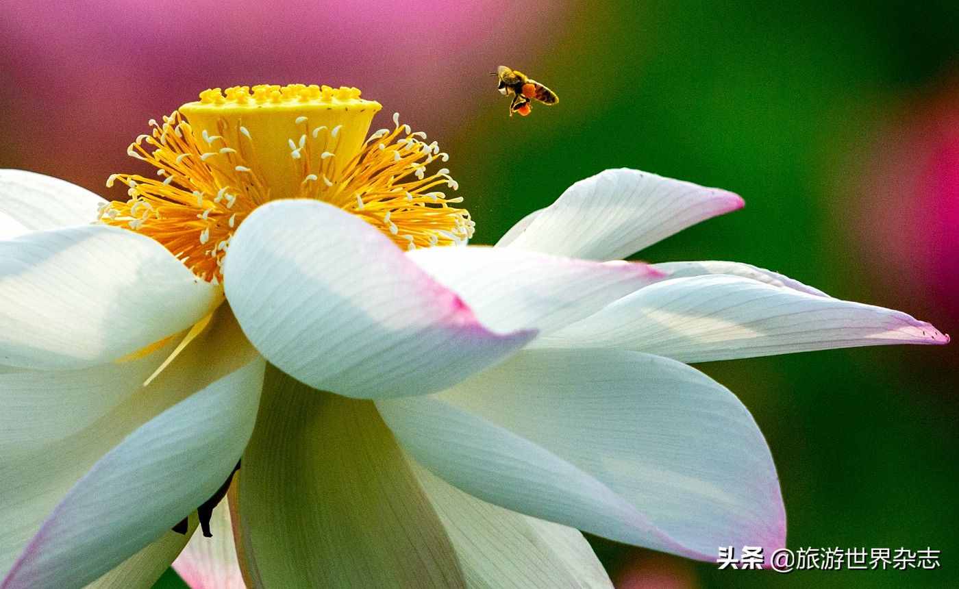 為“白蓮花”正名，中國人的荷花情結(jié)