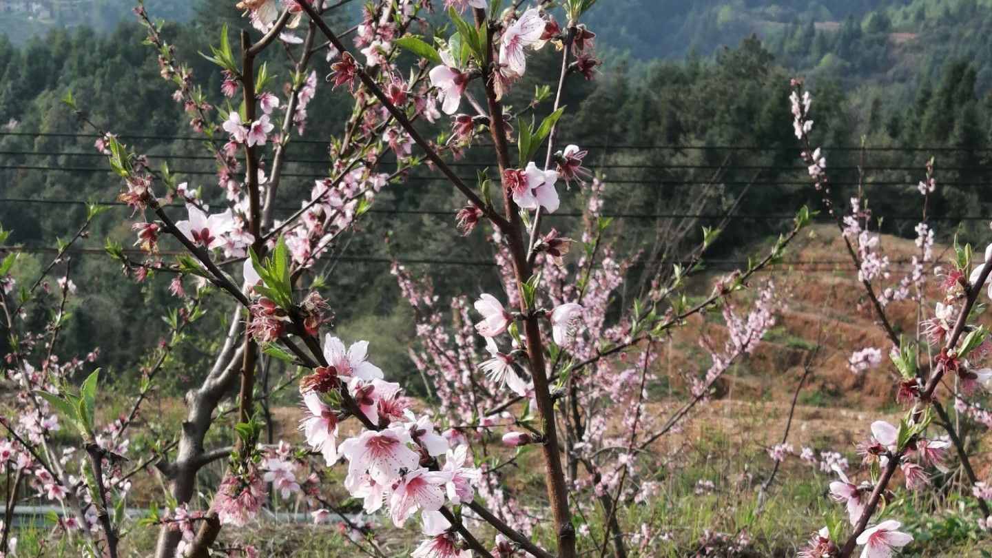 上溪桃花詩會隨筆：沒有前途的唐伯虎，照樣留不住明媒正娶的妻子