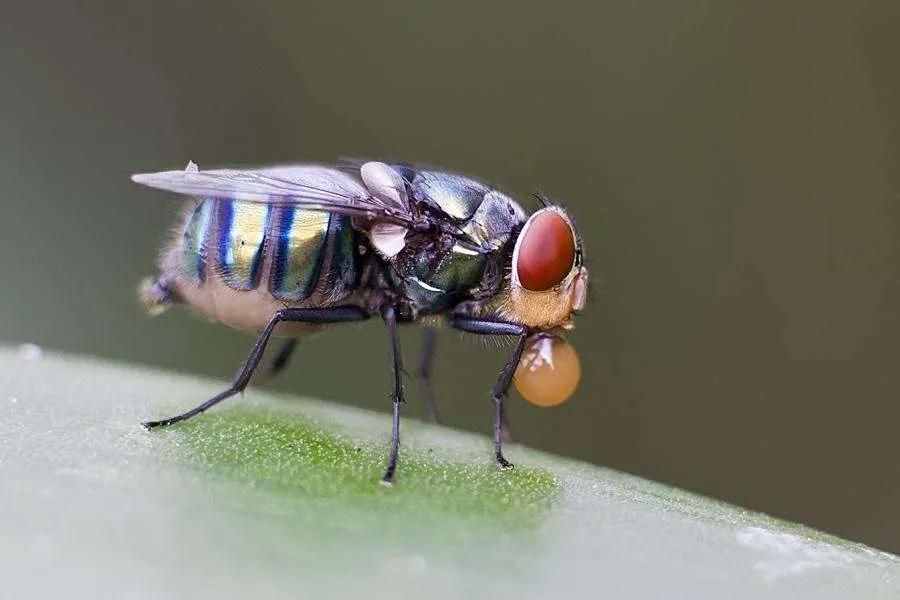 昆蟲養(yǎng)殖為什么選擇黑水虻？