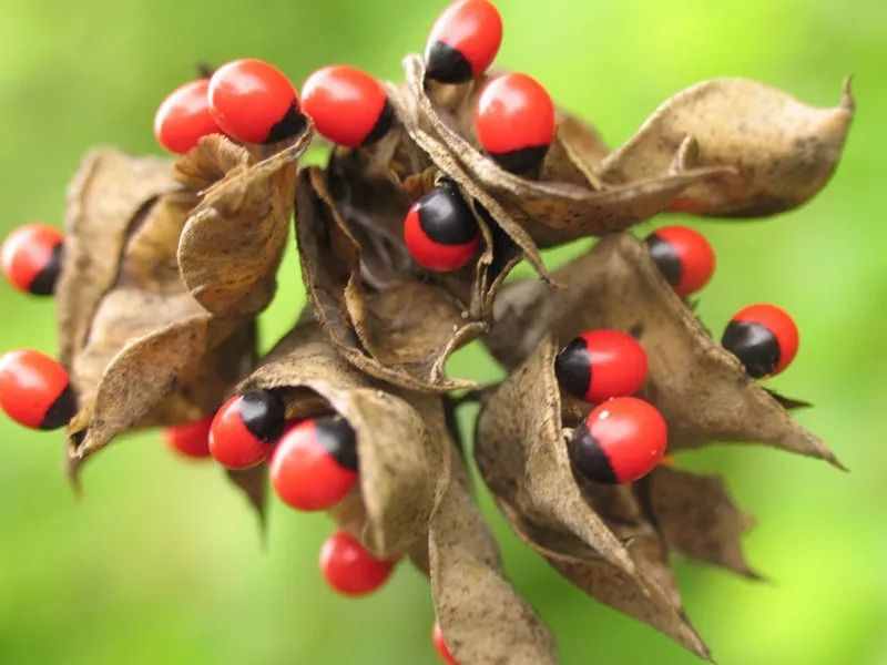 少年科學(xué)粉每日一題｜有毒的“相思豆”！山寨版紅豆誤食可能致命！