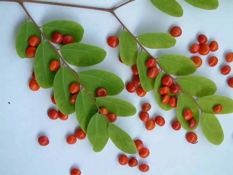 少年科學(xué)粉每日一題｜有毒的“相思豆”！山寨版紅豆誤食可能致命！