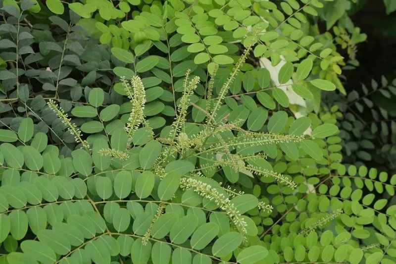 少年科學(xué)粉每日一題｜有毒的“相思豆”！山寨版紅豆誤食可能致命！