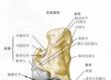 今日更新腳的各個(gè)部位詳細(xì)圖（精致足部解剖）
