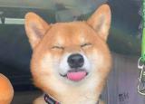 今日更新柴犬為什么會(huì)笑(柴犬都會(huì)笑嗎)