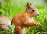 今日更新松鼠英文（（第2851個(gè)）squirrel）