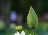 今日更新白蓮花是什么意思（為白蓮花正名）