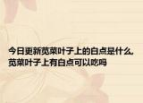 今日更新莧菜葉子上的白點是什么,莧菜葉子上有白點可以吃嗎