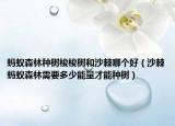 螞蟻森林種樹梭梭樹和沙棘哪個(gè)好（沙棘螞蟻森林需要多少能量才能種樹）