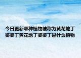 今日更新哪種植物被稱為黃花地丁婆婆丁黃花地丁婆婆丁是什么植物