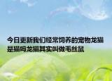 今日更新我們經(jīng)常飼養(yǎng)的寵物龍貓是貓嗎龍貓其實(shí)叫做毛絲鼠