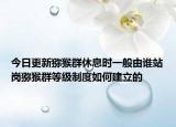 今日更新獼猴群休息時一般由誰站崗獼猴群等級制度如何建立的