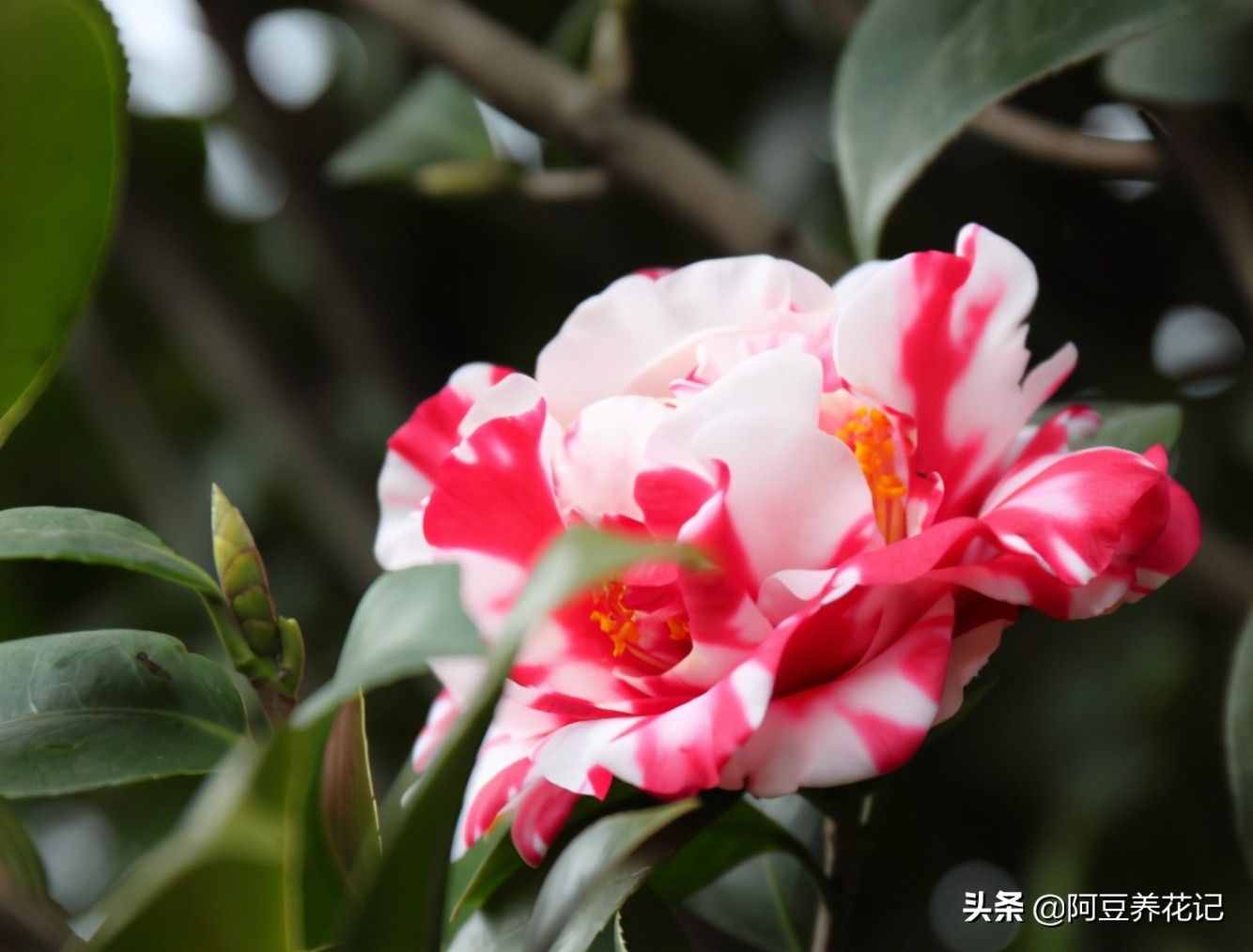 世間最美的“3種”花，各自獨(dú)領(lǐng)風(fēng)騷，來瞧瞧你中意哪一種