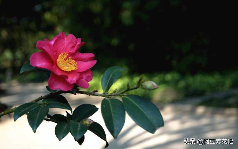 世間最美的“3種”花，各自獨(dú)領(lǐng)風(fēng)騷，來瞧瞧你中意哪一種
