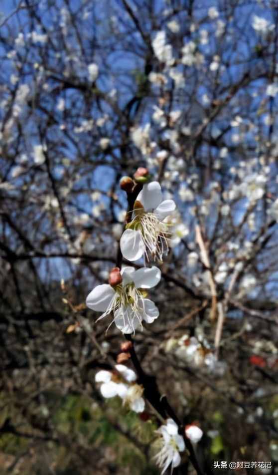 世間最美的“3種”花，各自獨(dú)領(lǐng)風(fēng)騷，來瞧瞧你中意哪一種