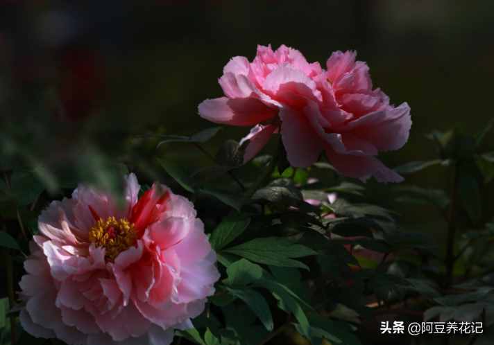 世間最美的“3種”花，各自獨(dú)領(lǐng)風(fēng)騷，來瞧瞧你中意哪一種