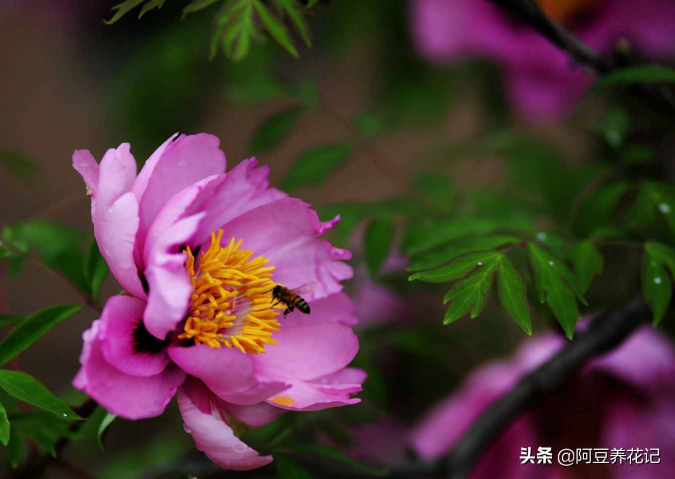 世間最美的“3種”花，各自獨(dú)領(lǐng)風(fēng)騷，來瞧瞧你中意哪一種