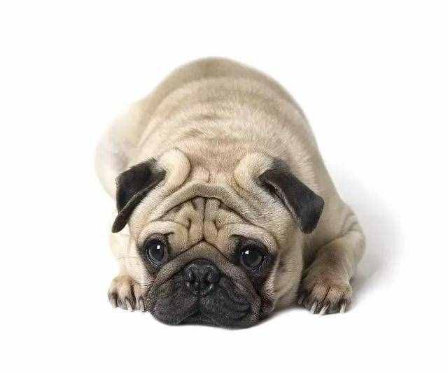 想要養(yǎng)狗，不如考慮下巴哥犬，好養(yǎng)又不貴