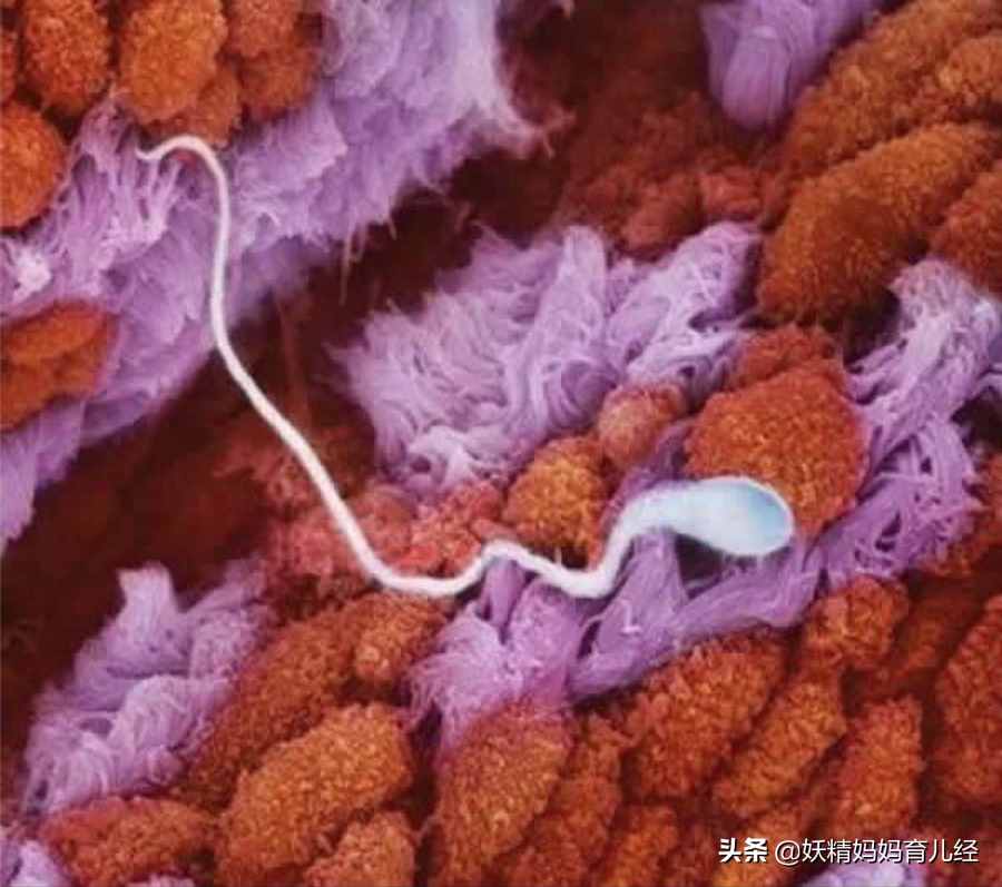 寶寶在媽媽肚子里是什么樣？20張?zhí)喊l(fā)育高清圖，滿足孕媽好奇心