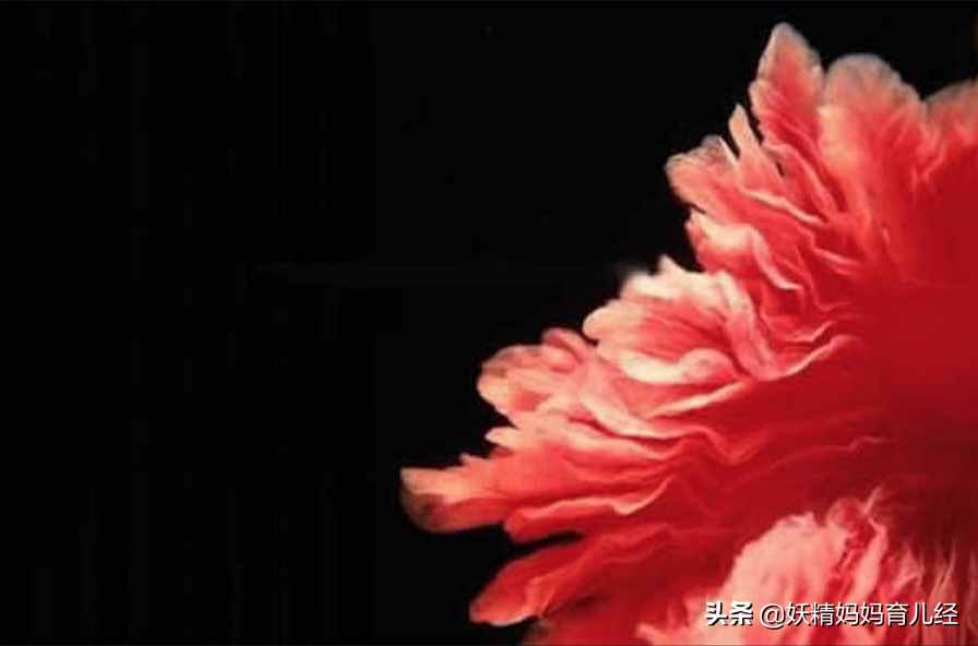 寶寶在媽媽肚子里是什么樣？20張?zhí)喊l(fā)育高清圖，滿足孕媽好奇心