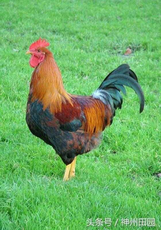 六畜是指哪六種動物，第三種口碑最好，第六種在古代戰(zhàn)爭中最重要