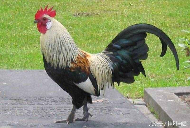 六畜是指哪六種動物，第三種口碑最好，第六種在古代戰(zhàn)爭中最重要