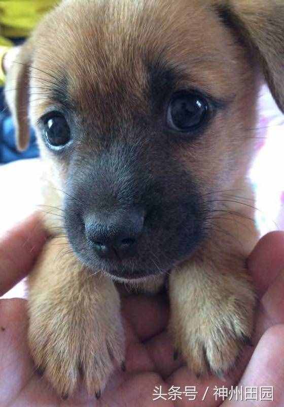 六畜是指哪六種動物，第三種口碑最好，第六種在古代戰(zhàn)爭中最重要